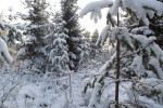 Just around the corner | Hagfors | Värmland | Sweden