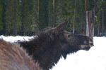Vakantiehuis HagforsSemester | Värmlands Moose Park