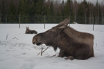 Vakantiehuis HagforsSemester | Värmlands Moose Park