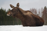 Vakantiehuis HagforsSemester | Värmlands Moose Park